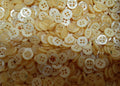Buttons 10 Vintage 4 Hole for Dress Shirts Pearlesque Gold (Yellow) 10.8mm New Old Stock (Copy)